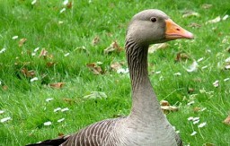 Greylag_Goose_(Anser_anser)2